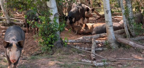 Why a Website? header, pigs in a field
